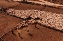 Conheça a maior fazenda de ovelhas do mundo, que é sete vezes maior que São Paulo