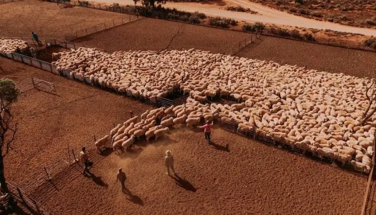 Conheça a maior fazenda de ovelhas do mundo, que é sete vezes maior que São Paulo