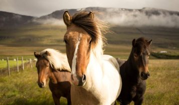 Cuidados com cavalos: como organizar uma farmácia essencial na fazenda