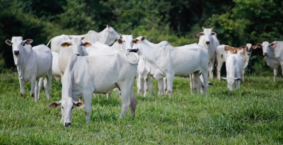 Brasil alcança recorde no abate de bovinos, frangos e suínos