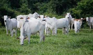 Brasil alcança recorde no abate de bovinos, frangos e suínos
