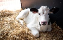 Sanidade, nutrição e ambiente para as bezerras são pontos de atenção nas fazendas leiteiras