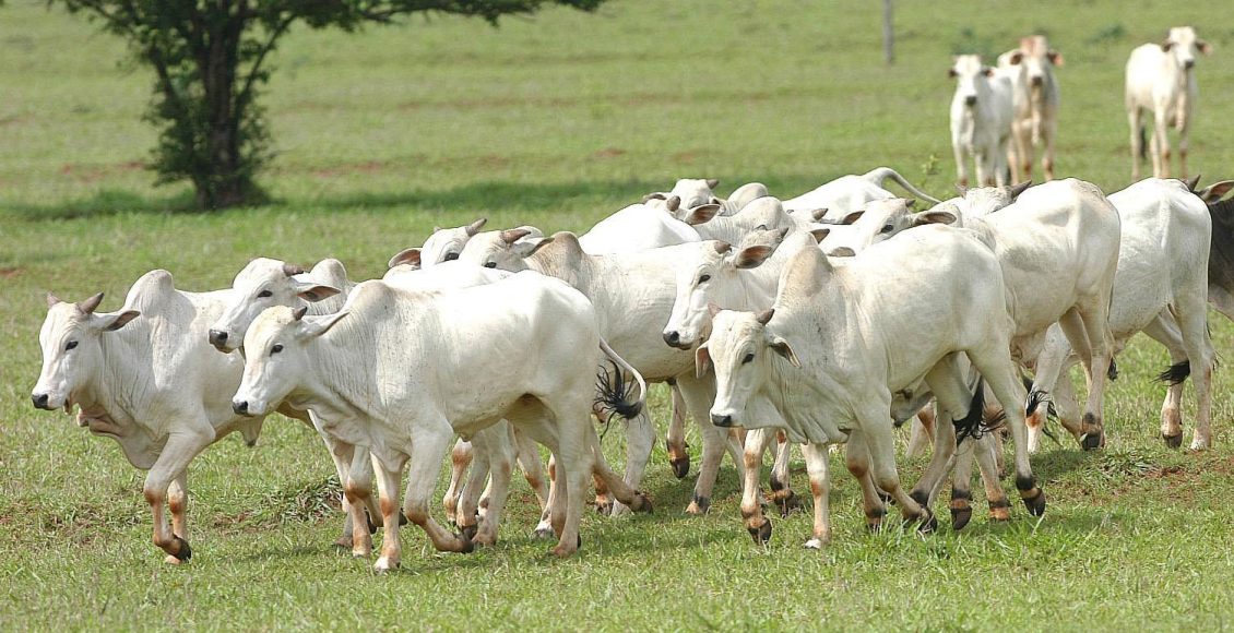 Arroba do boi gordo: veja como abriram as cotações na semana