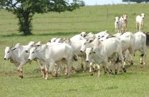 Arroba do boi gordo: veja como abriram as cotações na semana