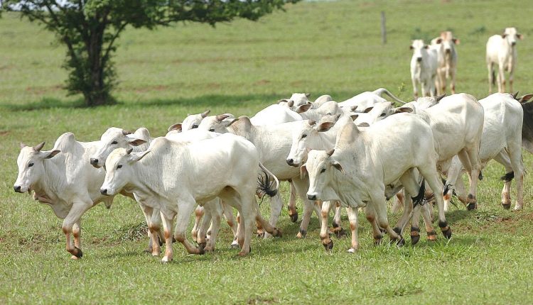 Arroba do boi gordo: veja como abriram as cotações na semana