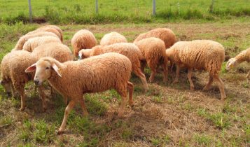 Espaço para ovinocultura na Dinapec 2025 terá interações com pesquisa e extensão rural 