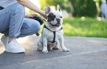 Potente e segura no tratamento de infecções bacterianas em cães: Conheça a cefalexina