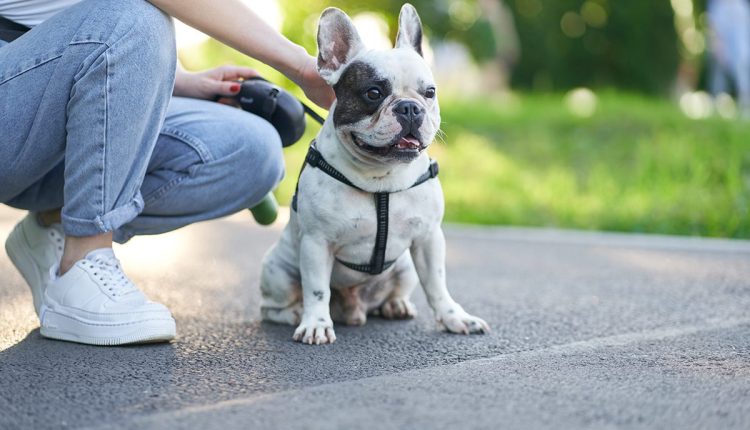 Potente e segura no tratamento de infecções bacterianas em cães: Conheça a cefalexina