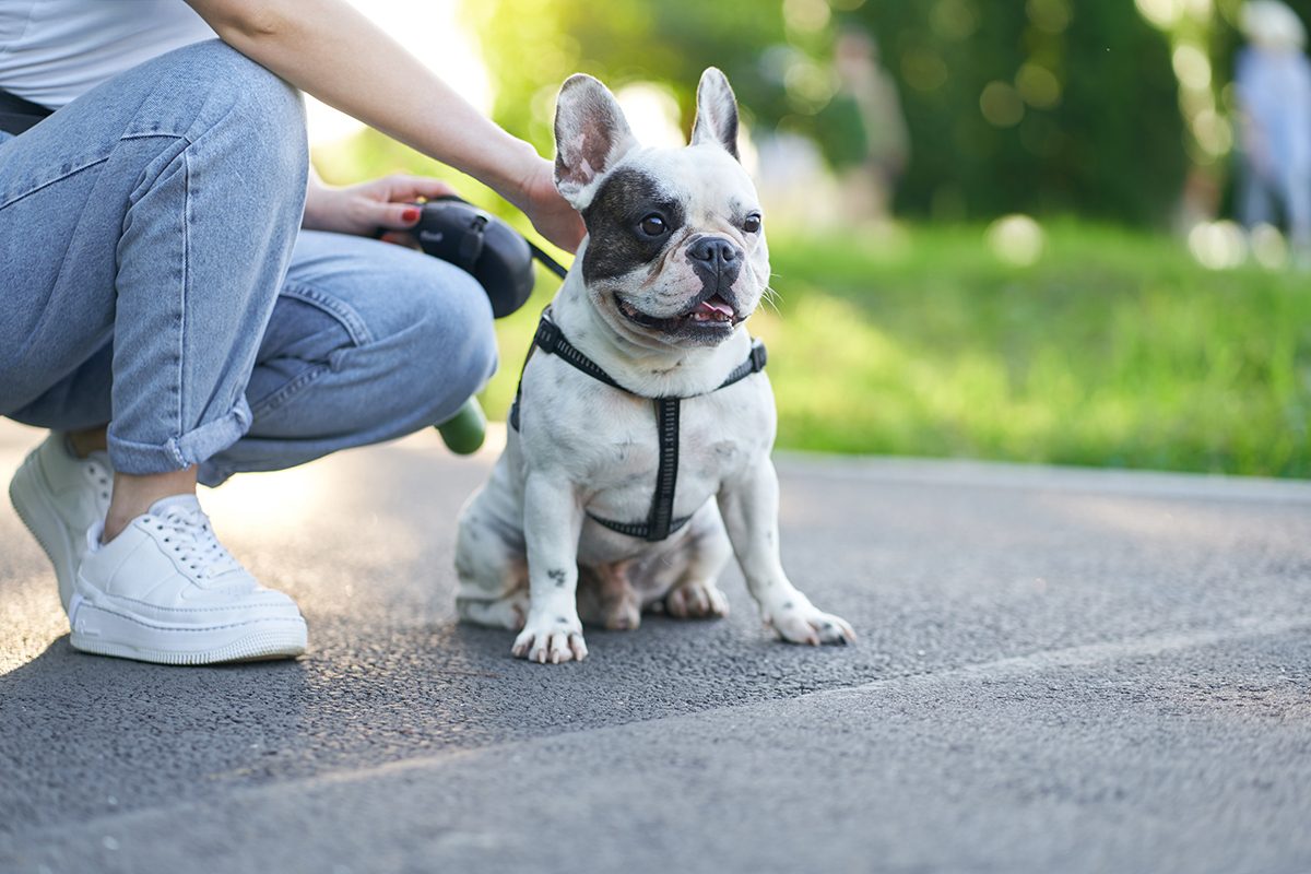 Potente e segura no tratamento de infecções bacterianas em cães: Conheça a cefalexina