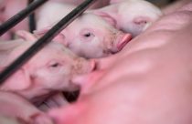 Saúde intestinal dos suínos: a chave para desempenho, bem-estar e rentabilidade 