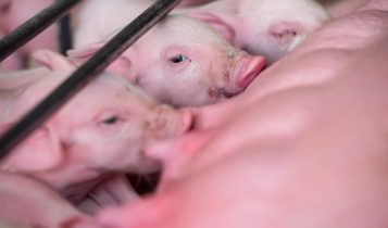 Saúde intestinal dos suínos: a chave para desempenho, bem-estar e rentabilidade 