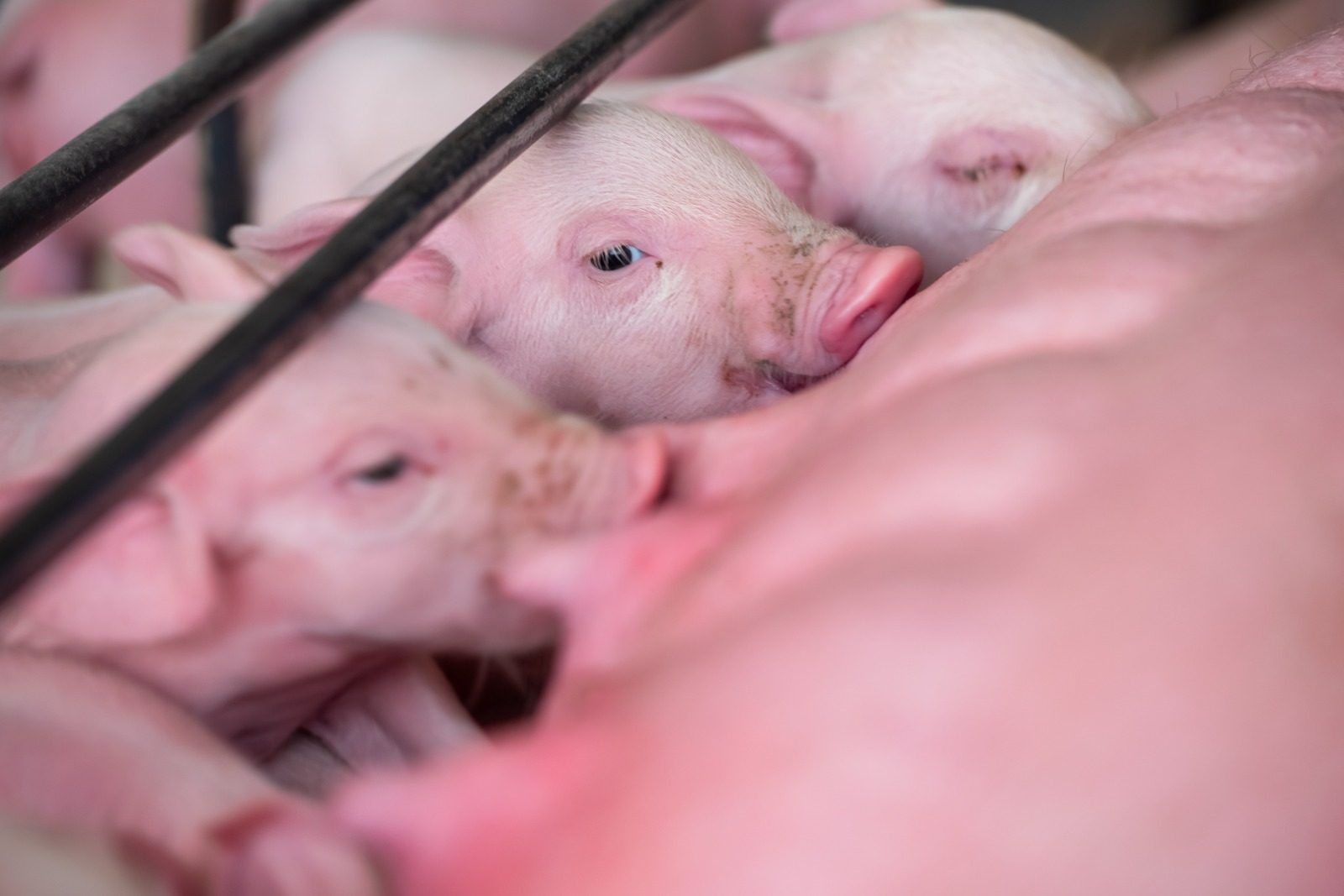 Saúde intestinal dos suínos: a chave para desempenho, bem-estar e rentabilidade 