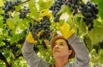 Com 71,6 milhões de quilos colhidos, Cooperativa Vinícola Aurora finaliza segunda maior safra da uva em duas décadas