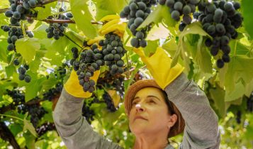 Com 71,6 milhões de quilos colhidos, Cooperativa Vinícola Aurora finaliza segunda maior safra da uva em duas décadas