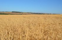 plantio de trigo