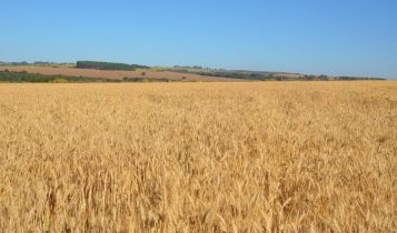 plantio de trigo