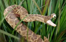 Conheça as cobras mais venenosas do Brasil e o prejuízo que causam no campo