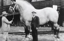 Conheça a lenda de Sampson, o maior cavalo do mundo