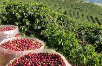 StoneX projeta superávit global de 10 milhões de sacas de café em 2026, mas alerta para volatilidade