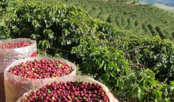 StoneX projeta superávit global de 10 milhões de sacas de café em 2026, mas alerta para volatilidade