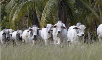 Leilão Terra Nobre oferta touros Nelore PO com qualidade comprovada