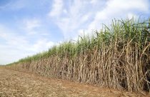 Tecnologia exclusiva impulsiona a eficiência fisiológica das plantas e a produtividade agrícola