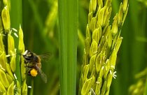 Abelhas têm impacto no peso e na produtividade em lavouras de arroz do centro-norte fluminense