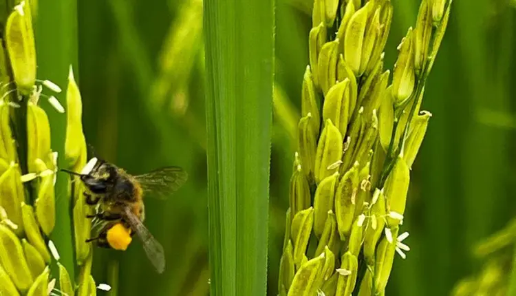 Abelhas têm impacto no peso e na produtividade em lavouras de arroz do centro-norte fluminense