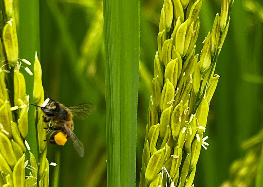 Abelhas têm impacto no peso e na produtividade em lavouras de arroz do centro-norte fluminense