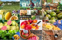 Conheça os 12 cursos on-line gratuitos ofertados pela Embrapa Cerrados no e-Campo