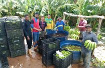 Primeira colheita de banana no Baixio de Irecê reforça potencial da fruticultura irrigada no Médio São Francisco baiano