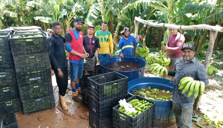 Primeira colheita de banana no Baixio de Irecê reforça potencial da fruticultura irrigada no Médio São Francisco baiano