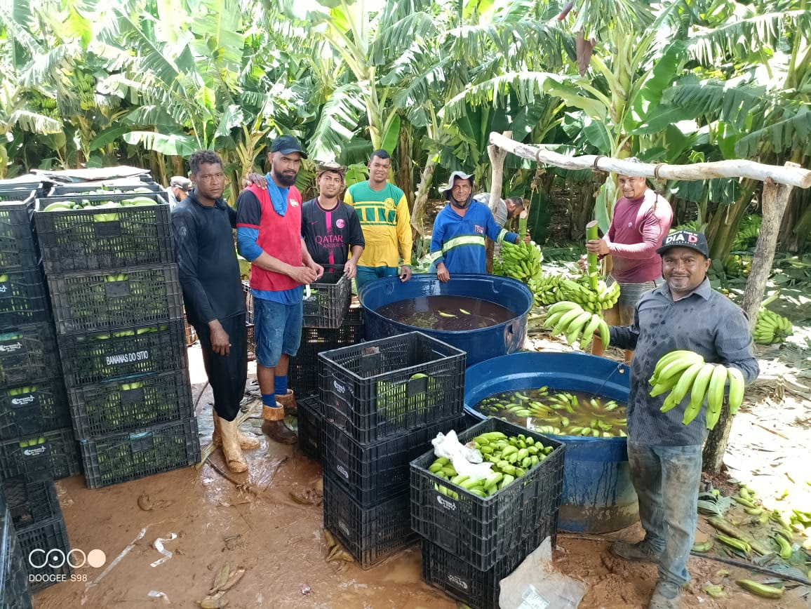 Primeira colheita de banana no Baixio de Irecê reforça potencial da fruticultura irrigada no Médio São Francisco baiano