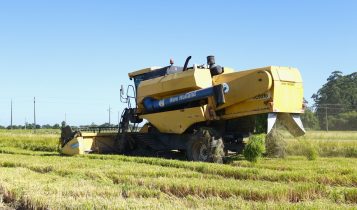 Com clima favorável na lavoura, colheita da safra de arroz está adiantada em SC
