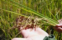 Com clima favorável na lavoura, colheita da safra de arroz está adiantada em SC