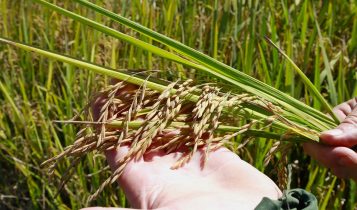 Com clima favorável na lavoura, colheita da safra de arroz está adiantada em SC