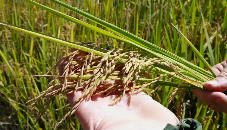 Com clima favorável na lavoura, colheita da safra de arroz está adiantada em SC