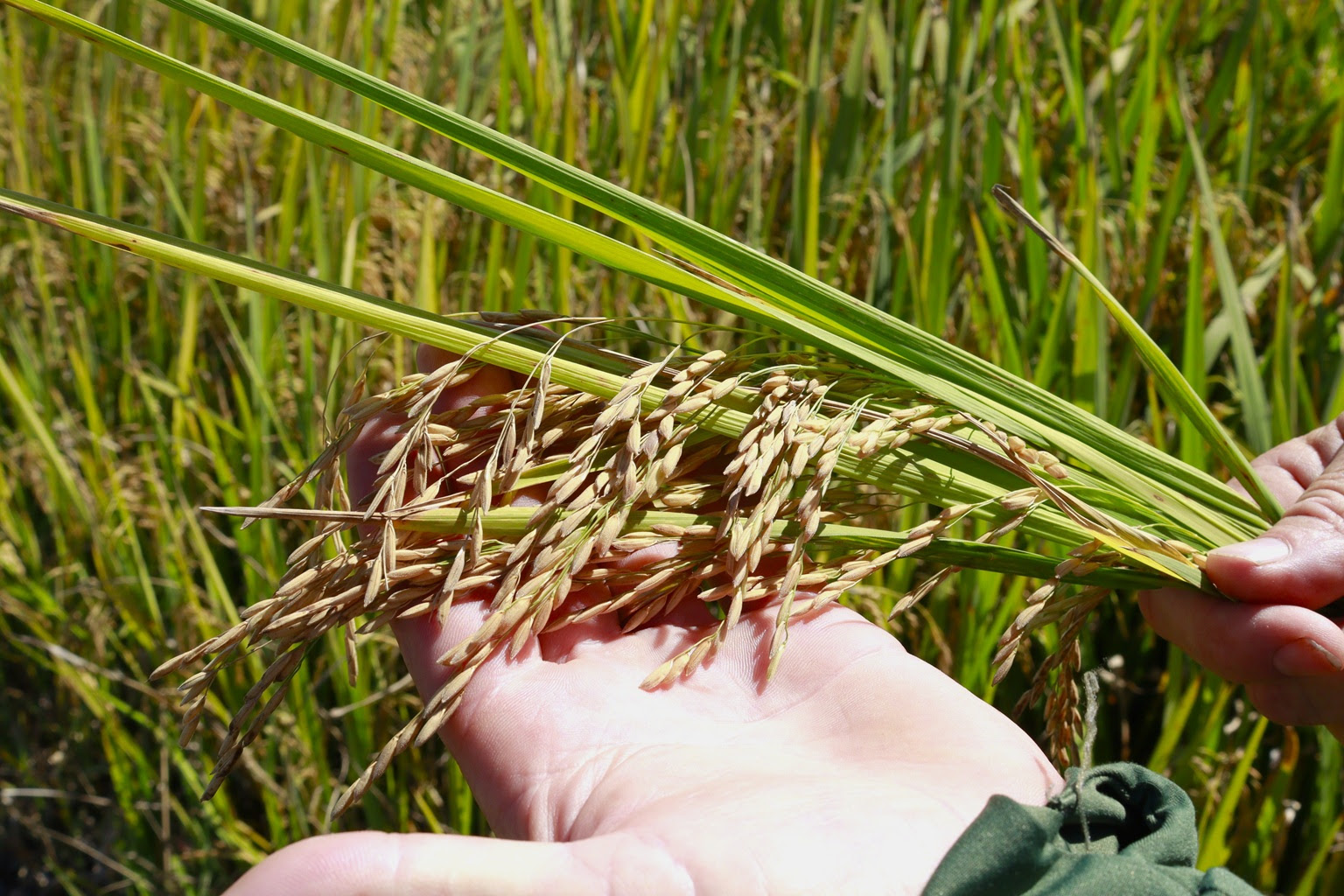 Com clima favorável na lavoura, colheita da safra de arroz está adiantada em SC