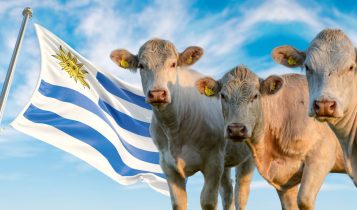 uruguai golpe financeiro - bandeira do uruguai - gado branco charoles