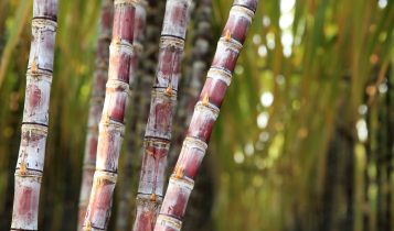 Açúcar: safra global 2025/26 deve ter superávit de 1,625 milhão de toneladas