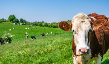 O erro comum que faz o produtor gaúcho perder pasto no verão