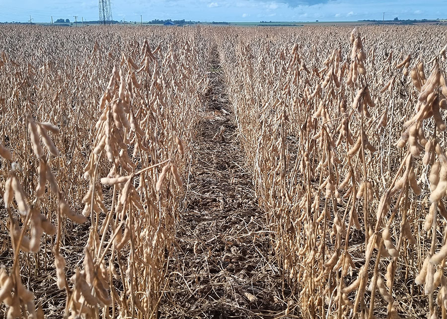 Crise agrícola em MT aumenta a pressão sobre os sojicultores