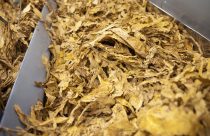 Brasil deve ultrapassar US$ 3 bi em exportações de tabaco em 2025
