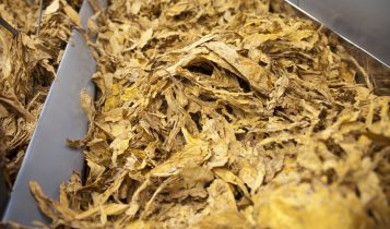 Brasil deve ultrapassar US$ 3 bi em exportações de tabaco em 2025