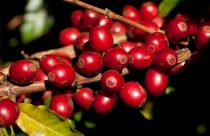 Bicho-mineiro ameaça a lavoura de café: estratégias de manejo para garantir a sustentabilidade da produção