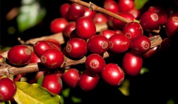 Bicho-mineiro ameaça a lavoura de café: estratégias de manejo para garantir a sustentabilidade da produção