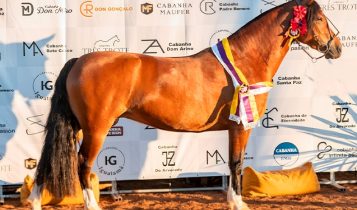 Barriga de égua da raça Crioula finalista da Expointer vai a leilão