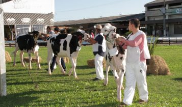 Criadores da raça Holandesa já podem se inscrever para Fenasul Expoleite 2025