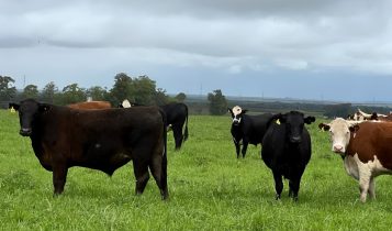 Produtor rural já pode preencher e encaminhar Declaração de Rebanho 2025