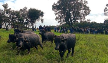 Manejo e produção leiteira serão destaques no Dia do Búfalo